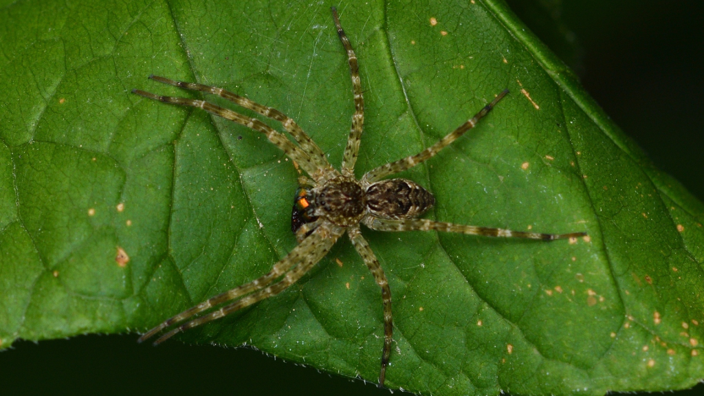 Dark Fishing Spider