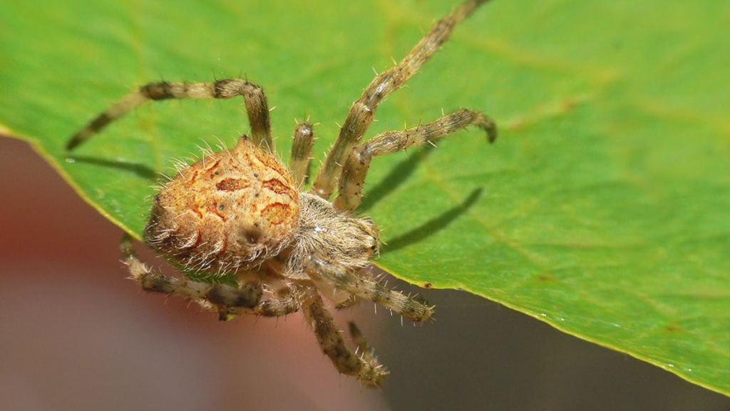 Orb-Weaver Spider