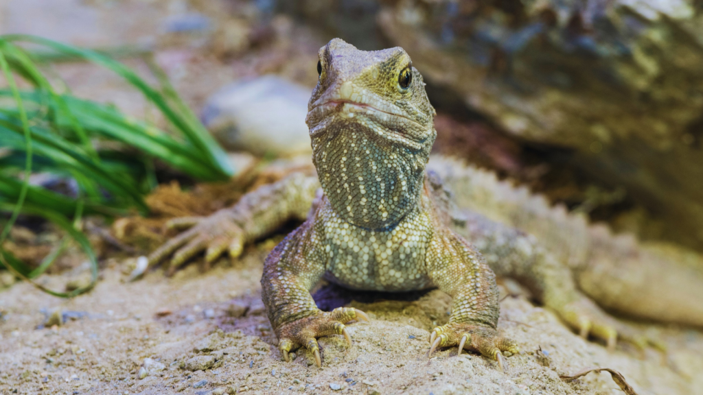 Tuatara