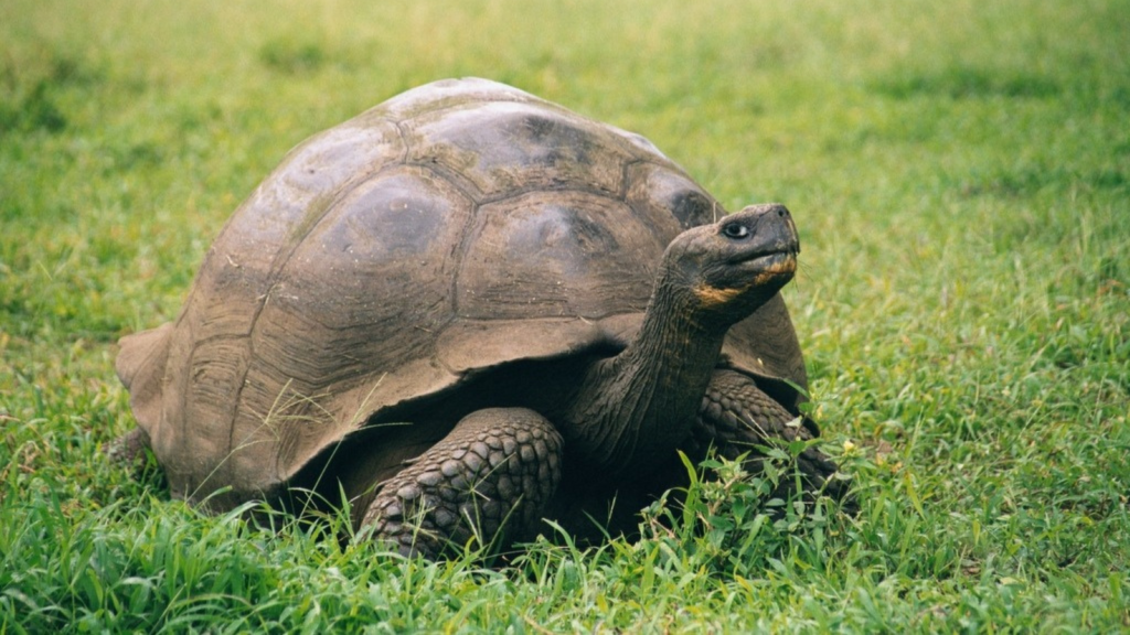 Galapagos Giant Tortoise