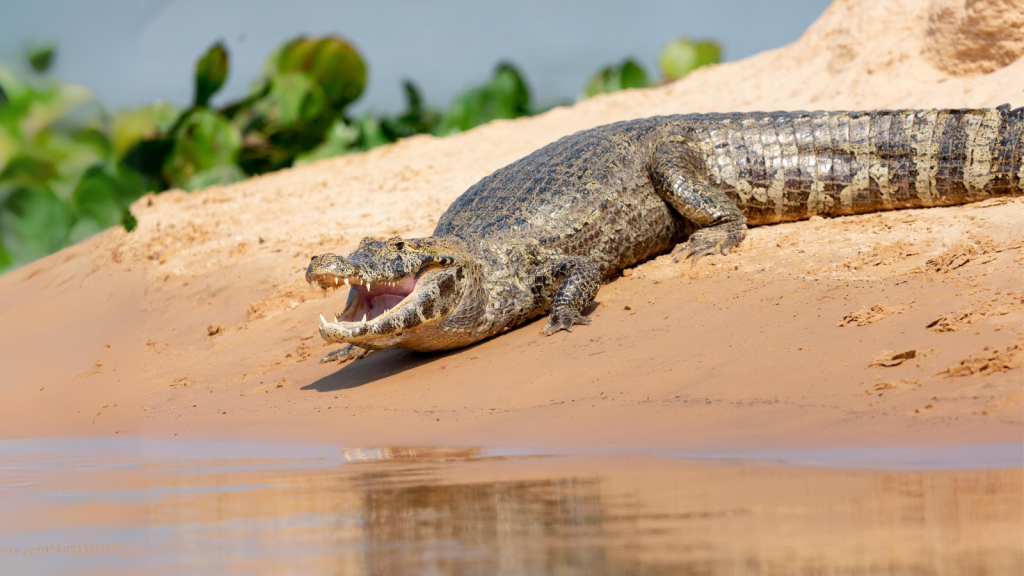 Black Caiman