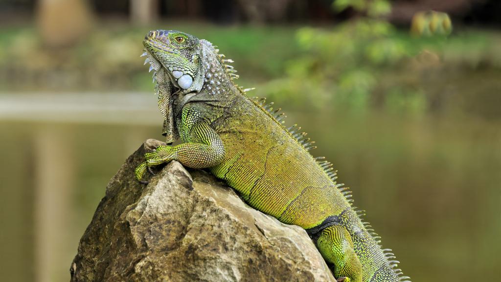 Green Iguana