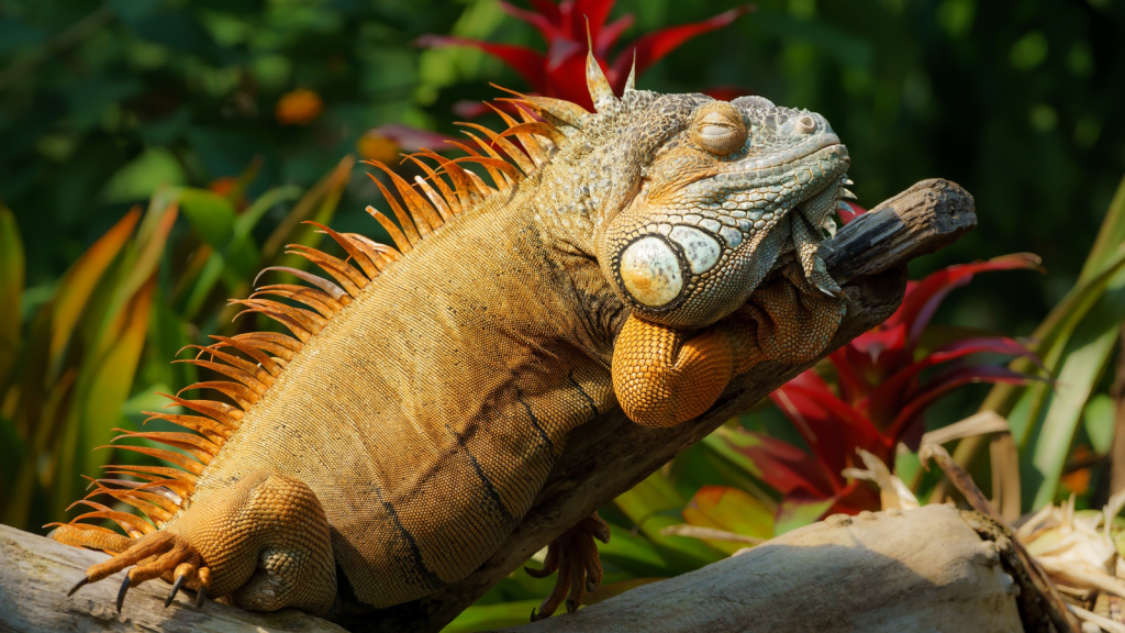 Green Iguana | 15 Modern Reptiles With Direct Links to Dinosaurs