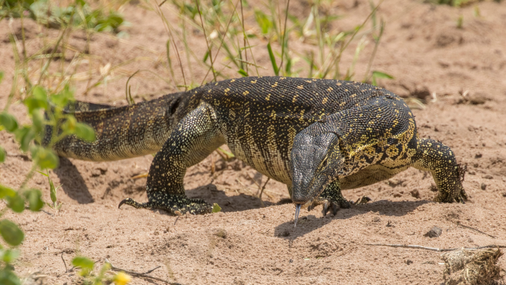 Nile Monitor