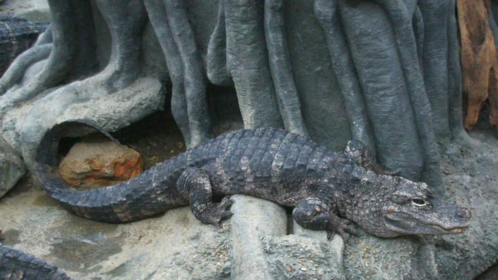 Chinese Alligator