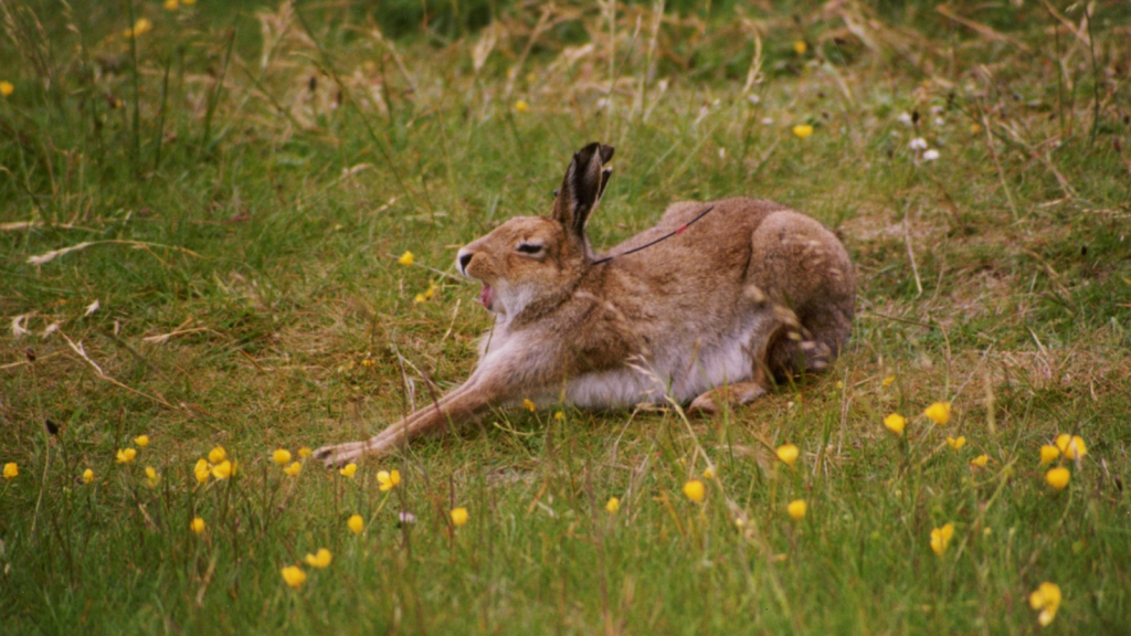 Mountain Hare | 15 Animals That Thrive On the Yorkshire Moors