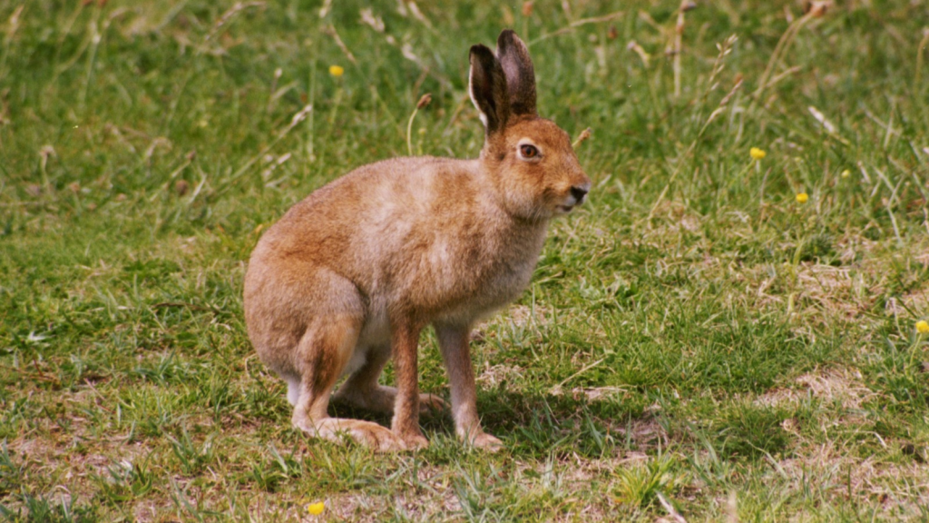 Mountain Hare