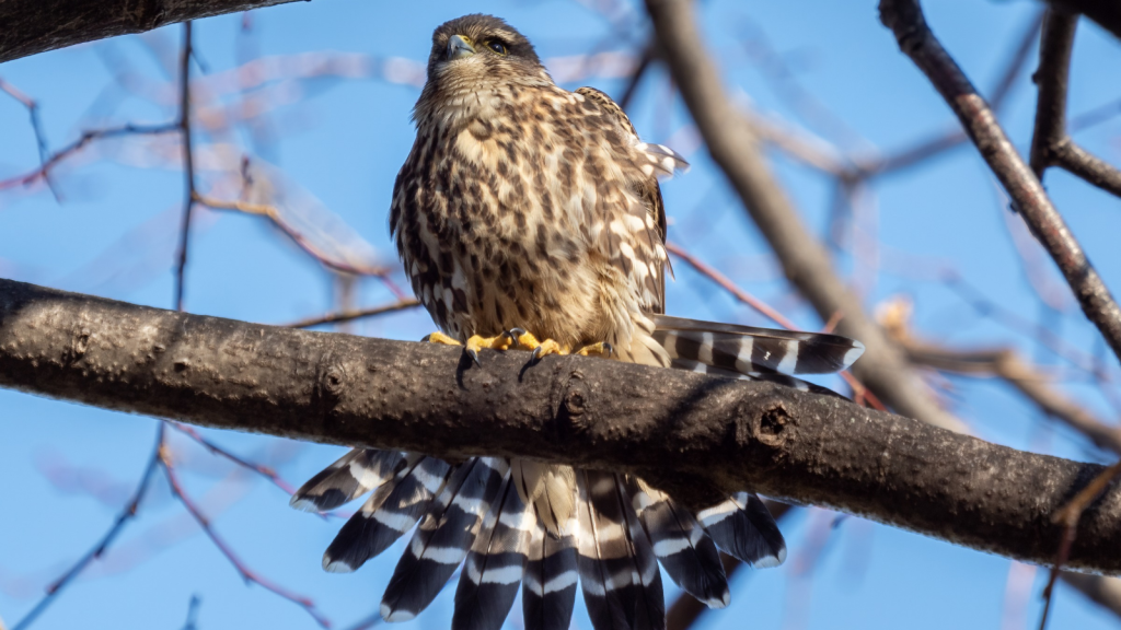 Merlin