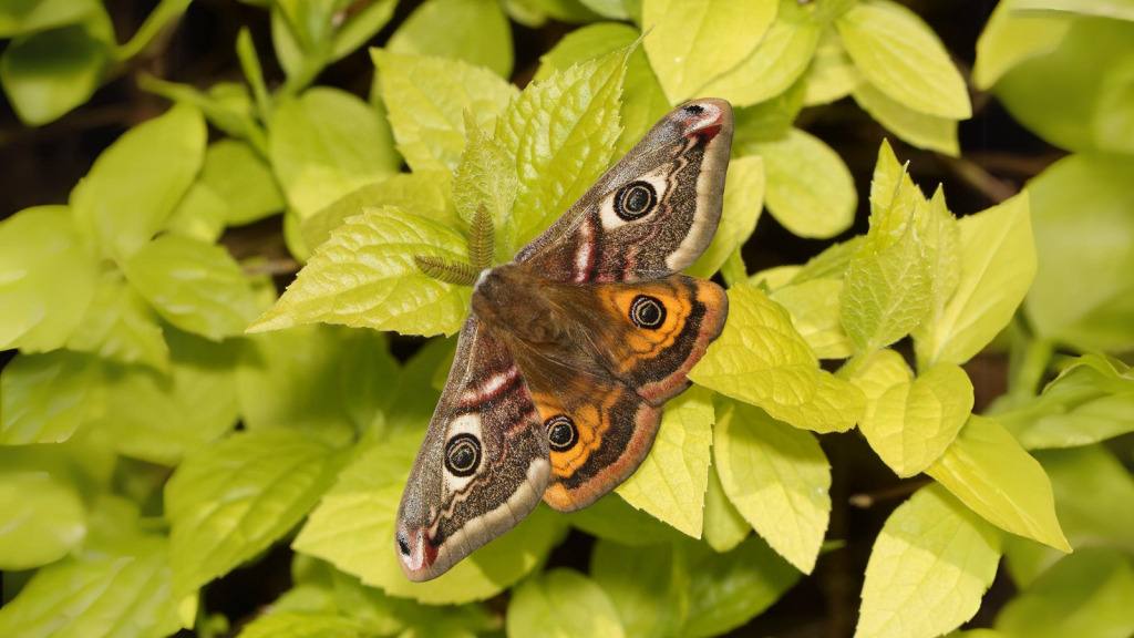 Emperor Moth