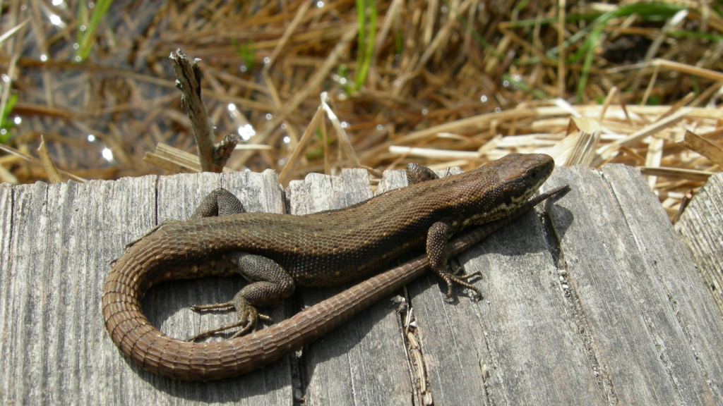 Common Lizard