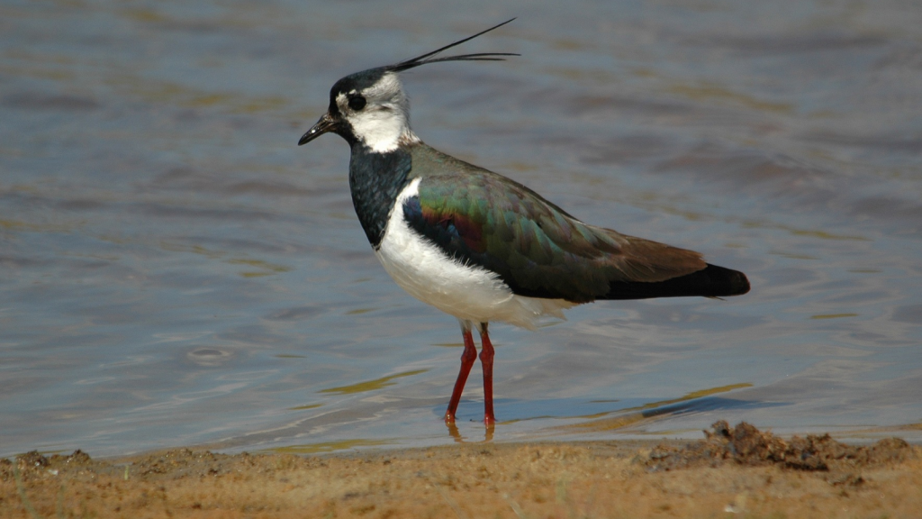 Lapwing