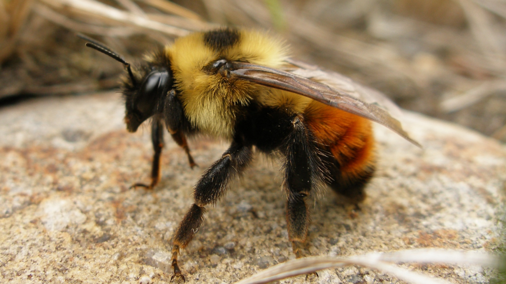 Mountain Bumblebee