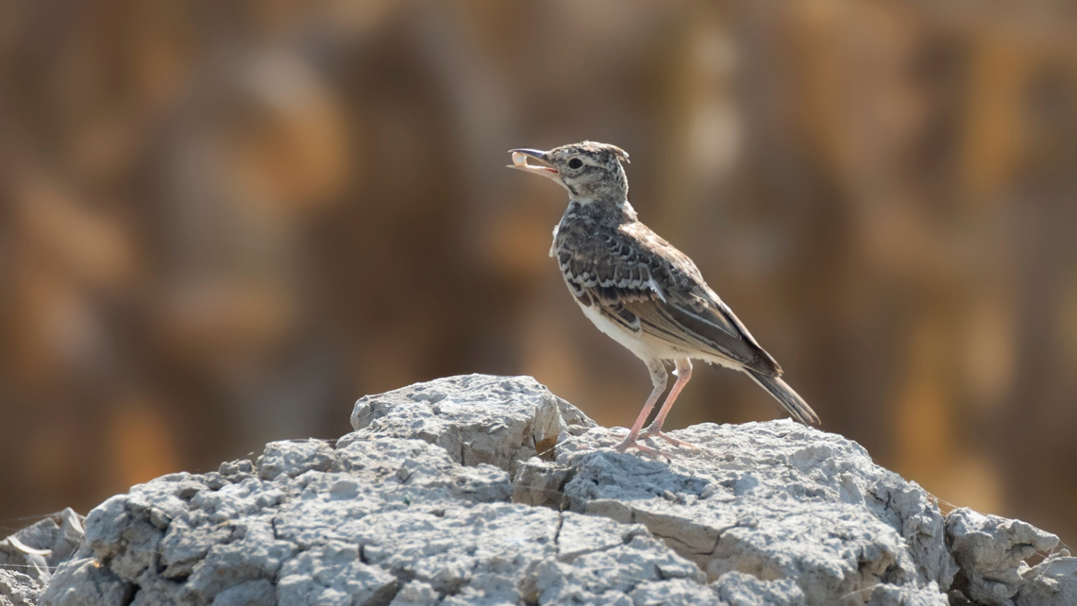 17 British Birds with Rapidly Declining Populations - Outlandish Owl