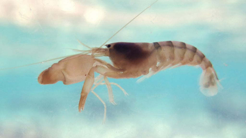 Pistol Shrimp | One-Two Punch