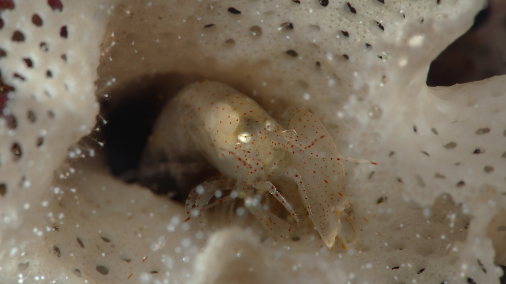 Pistol Shrimp | Shrimp-Made Reefs