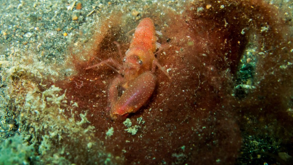 Pistol Shrimp | Underwater Farmers