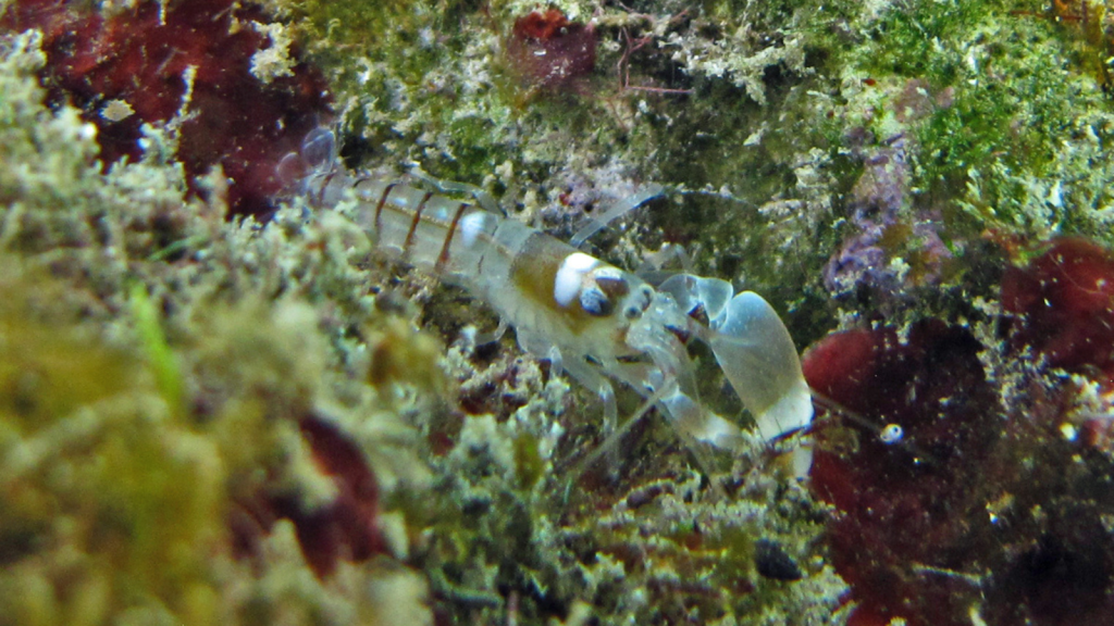 Pistol Shrimp | Noisy Neighbours