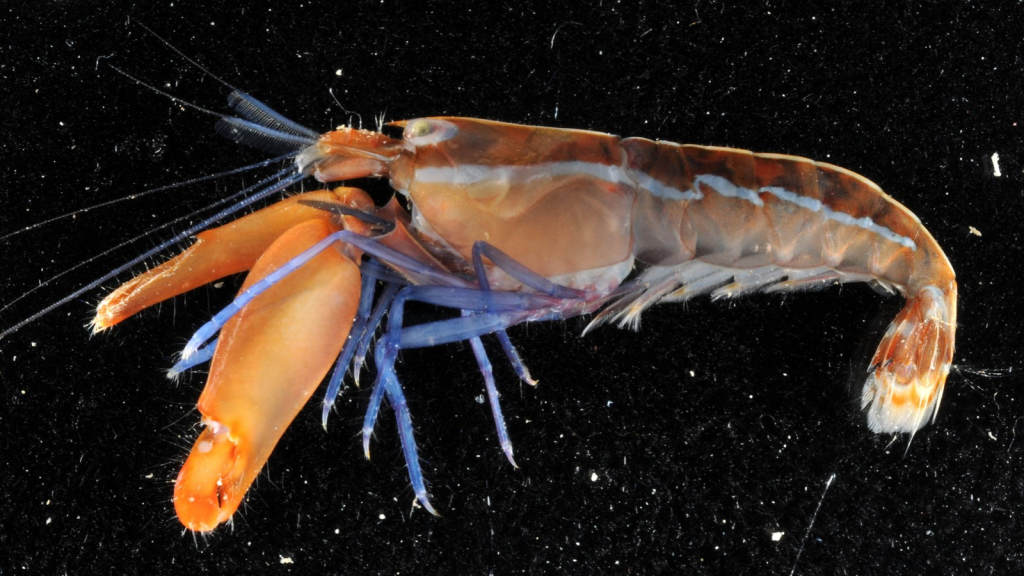 15 Astounding Facts About the Pistol Shrimp: The Ocean's Tiny Powerhouse