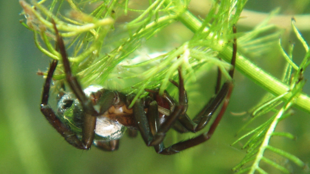 Diving Bell Spider | It's Europe's Only Aquatic Spider