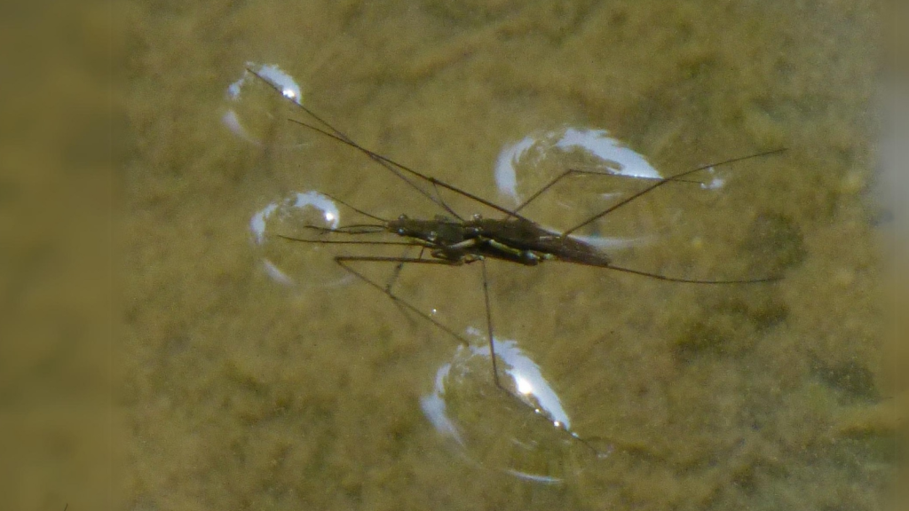 Diving Bell Spider | They Create Underwater Air Bubbles