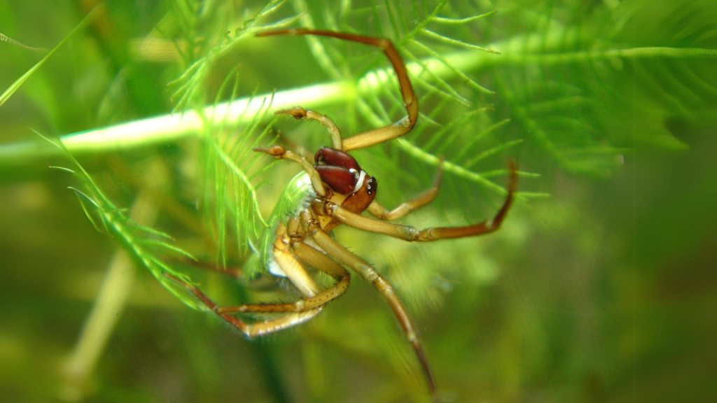 Diving Bell Spider | They Can Stay Underwater for a Day