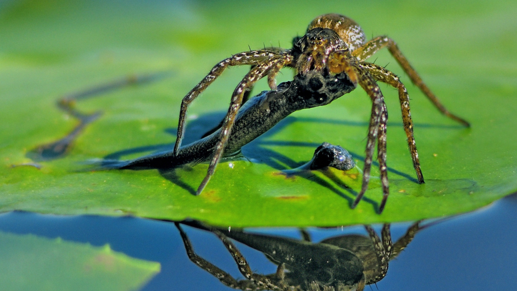 Diving Bell Spider | They Hunt Underwater Prey