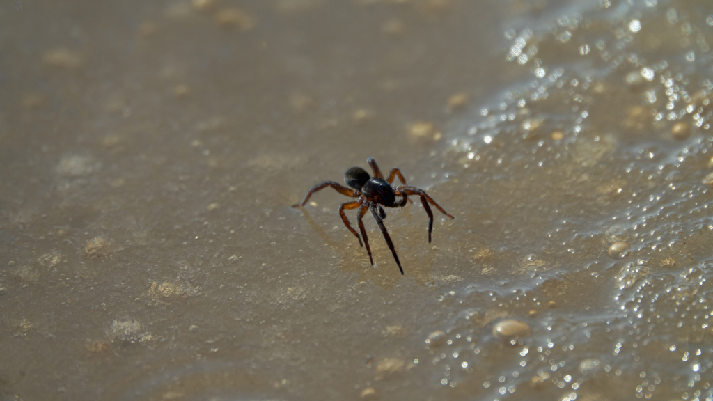 Diving Bell Spider | Females Are Larger Than Males