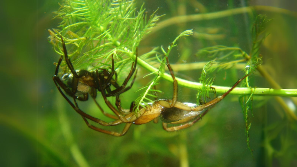 Diving Bell Spider | They Have a Unique Mating Ritual