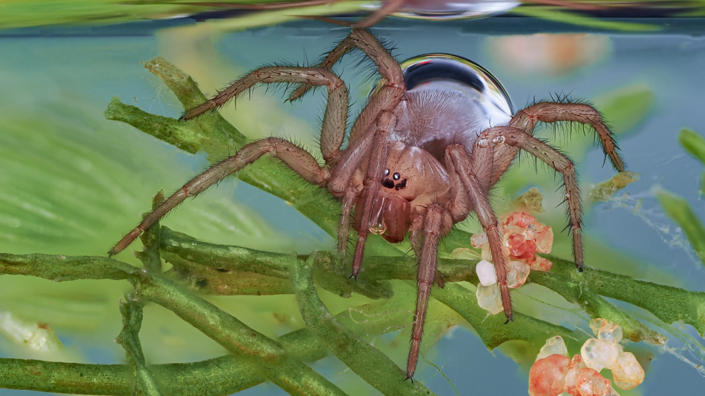 Diving Bell Spider | Their Eggs Develop in Air-Filled Cocoons