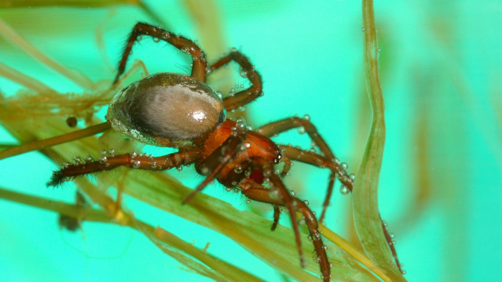 Diving Bell Spider | They Have Specialized Breathing Hairs