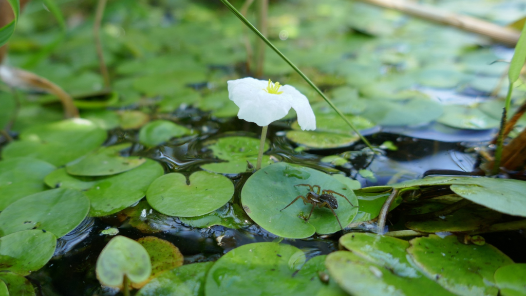 Diving Bell Spider | They Can Survive in Oxygen-Poor Waters