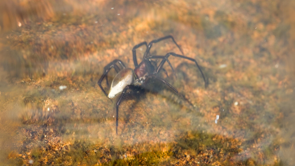 Diving Bell Spider | They're Found Across Europe and Asia