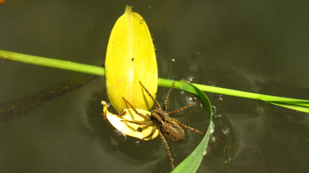 Diving Bell Spider | They're Active Year-Round