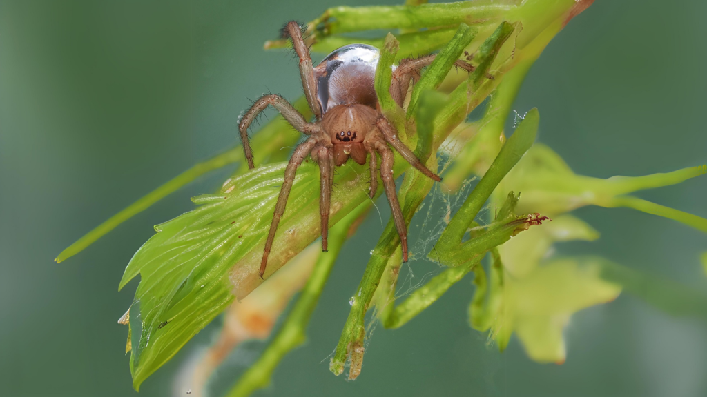 Diving Bell Spider | They Have Excellent Underwater Vision