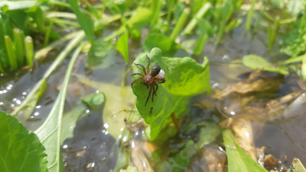 Diving Bell Spider | They're Vulnerable to Habitat Loss