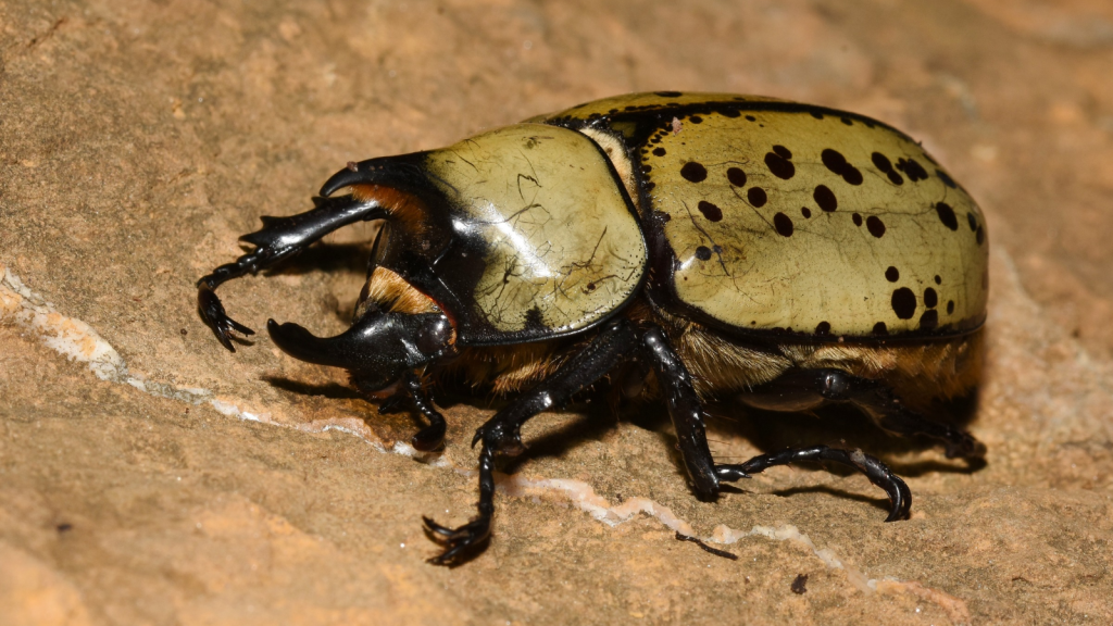 Hercules Beetle