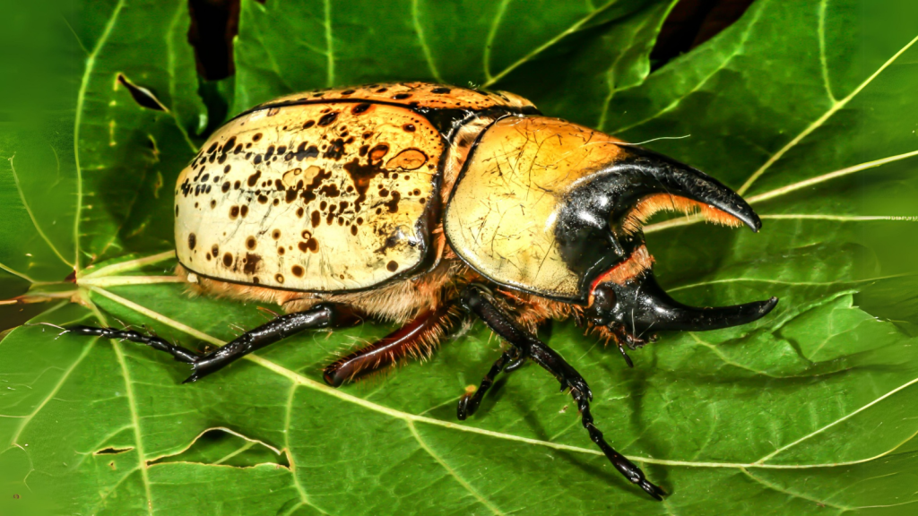 Hercules Beetle | 15 Creepy Crawlies That Will Make Your Skin Crawl