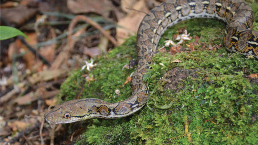 Reticulated Python