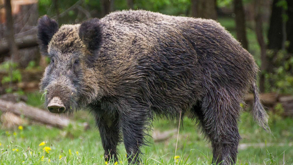 Wild Boar