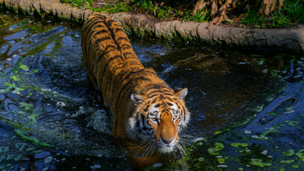 Tiger | 15 Natural Enemies of Tigers