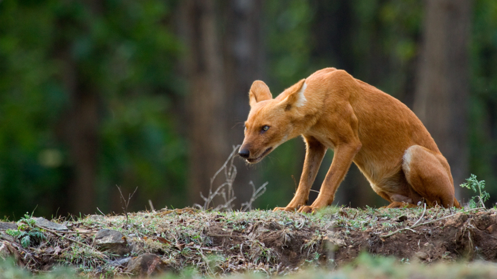 Dhole