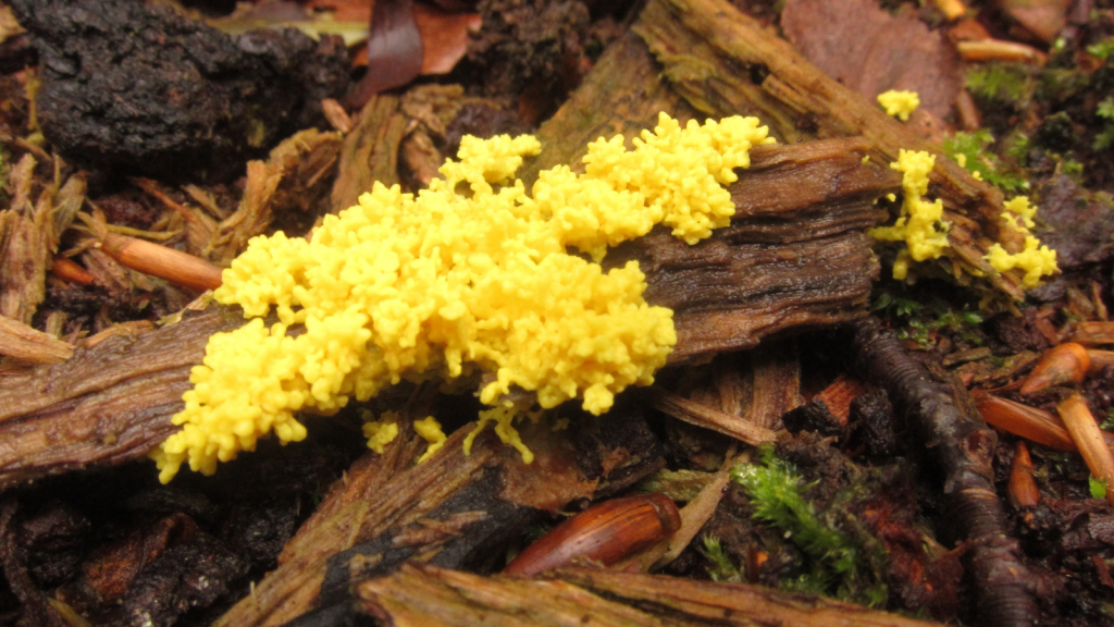 Slime Mold