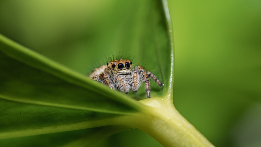 Jumping Spider