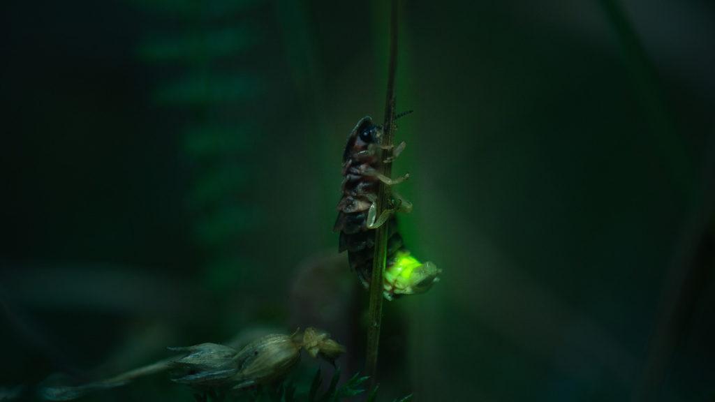 Glow Worm | 15 Weirdest Creatures Found in Your Own Back Garden