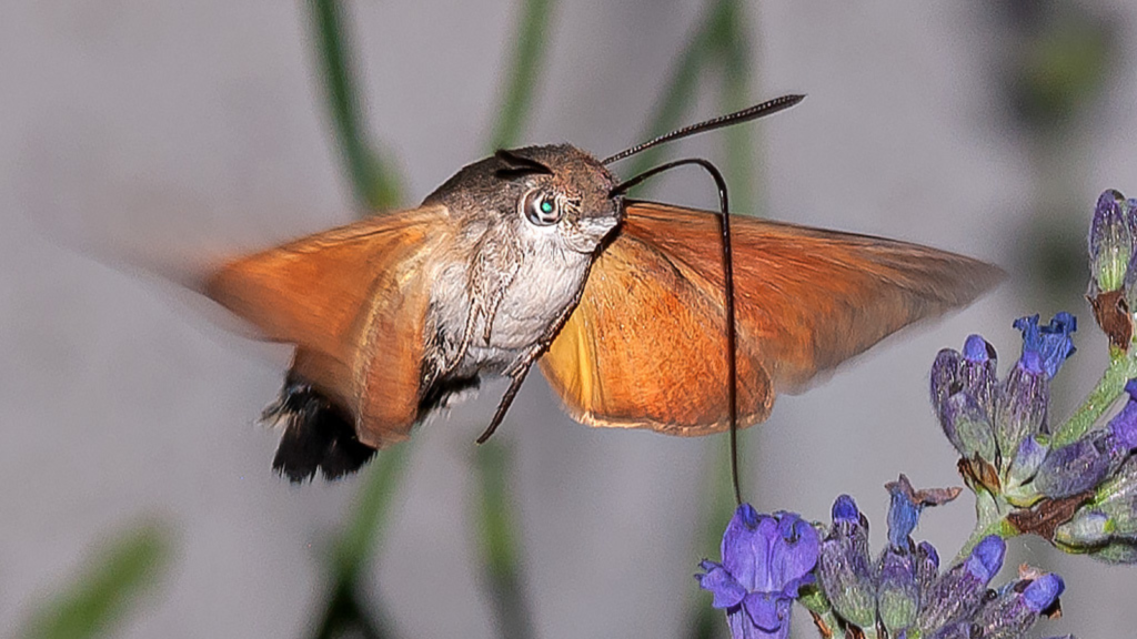 Hummingbird Hawk-Moth