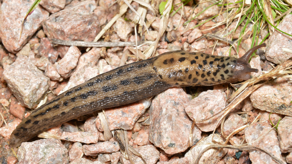 Leopard Slug