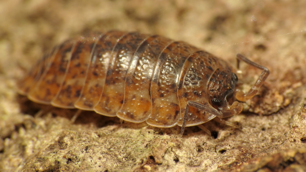 Woodlice