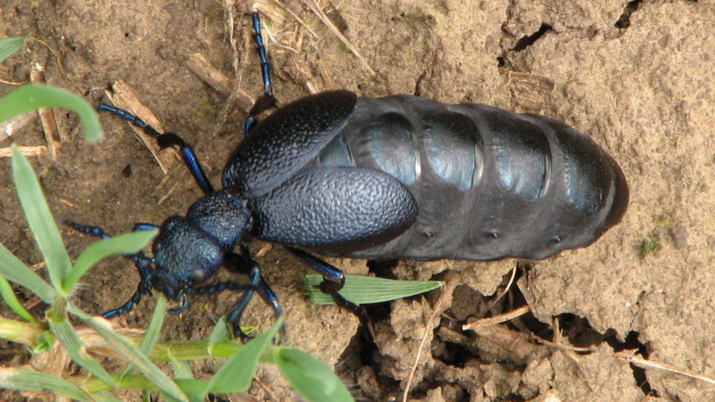 Oil Beetle