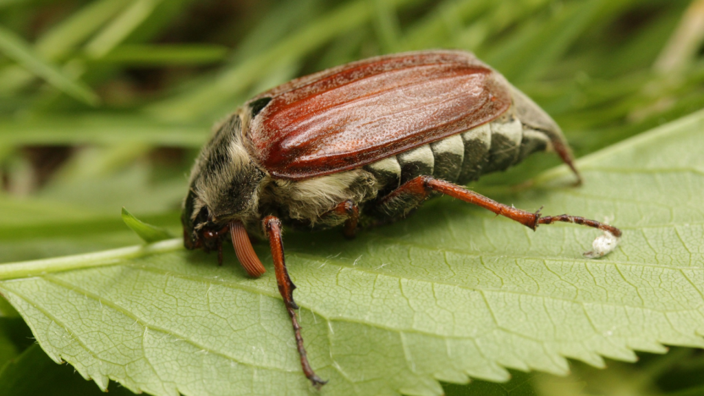 Cockchafer Beetle