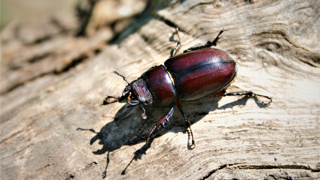 Stag Beetle